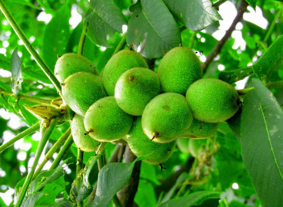 بهترین زمان کاشت نهال گردو در مناطق سردسیر چه فصلی است؟ 2
