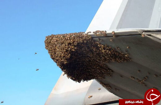 زنبورهایک‎جنگنده‎رازمین‌گیرکردند!+عکس