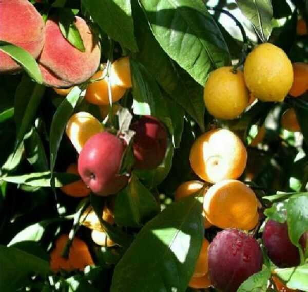 درختی با شش میوه مختلف/عکس