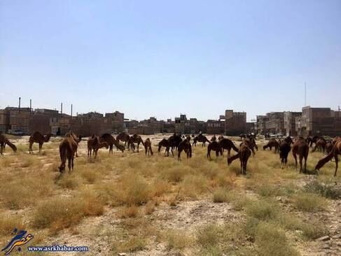تجمع ده‌ها شتر در قم /تصاویر