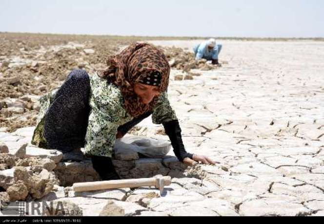 کشت خربزه درتالاب هامون