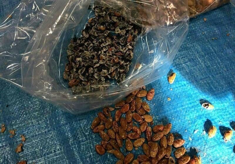 جاسازی تریاک به‌جای مغز تخمه ژاپنی!