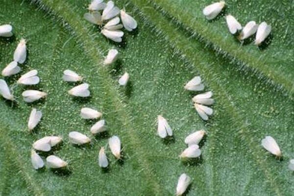 مبارزه غیرشیمیایی با آفت سفید بالک