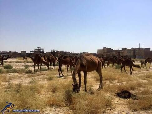 تجمع ده‌ها شتر در قم /تصاویر