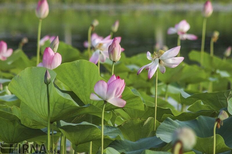 فصل نیلوفرهای آبی در تالاب انزلی/ تصاویر