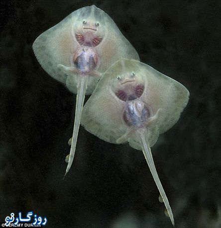 ماهی خندان!/عکس