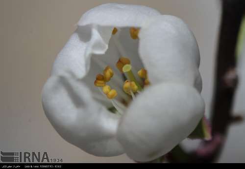 شکوفه های بهاری/تصاویر