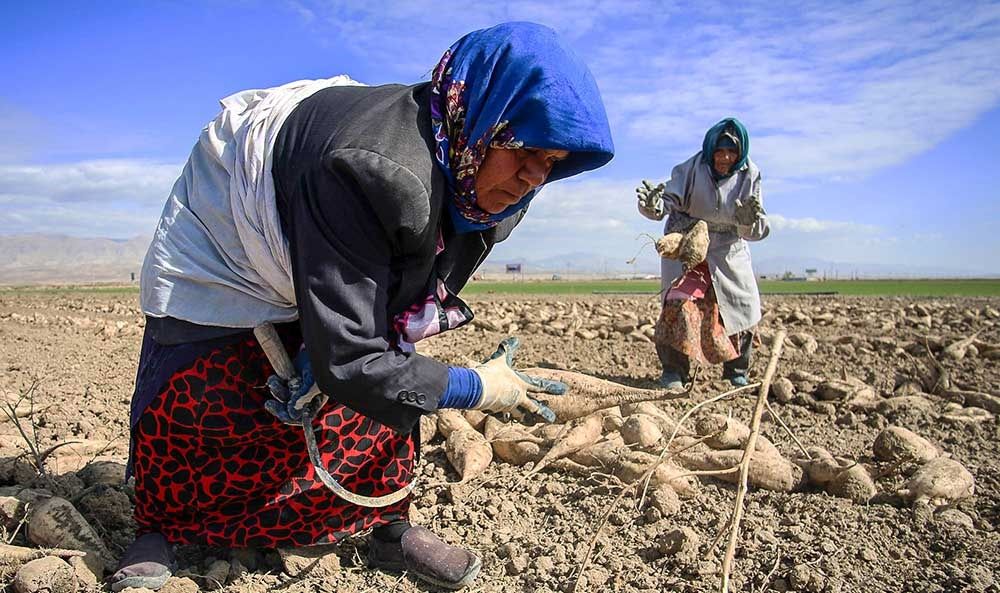 چغندر اینگونه شکر می‌شود/تصاویر