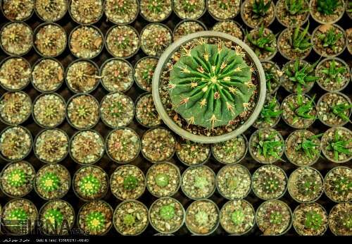 نمایشگاه فصلی گل و گیاه تهران/تصاویر