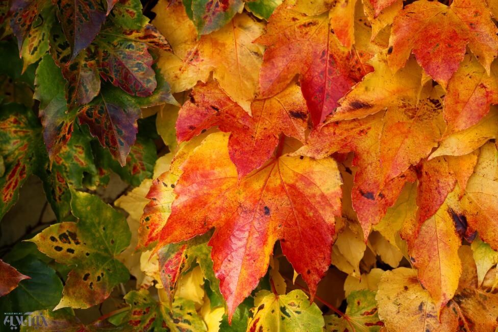 زیبایی‌های پادشاه فصل‌ها/تصاویر