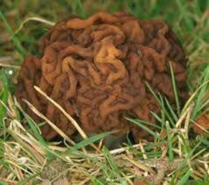 شکل عجیب خطرناک‌ترین قارچ دنیا