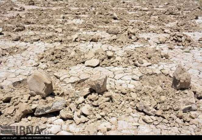 کشت خربزه درتالاب هامون