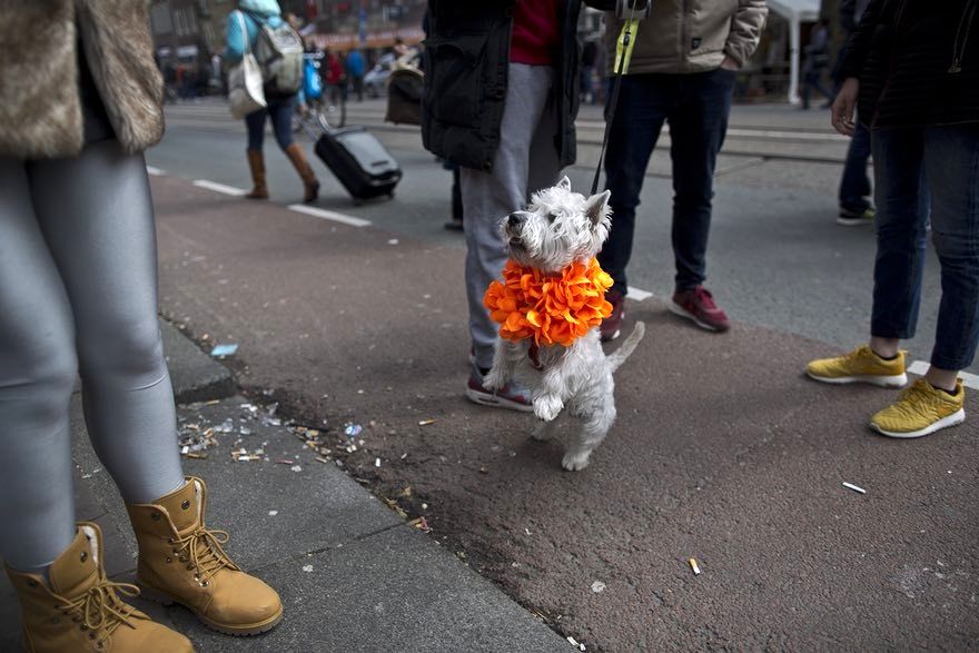 جشن خیابانی هلندی‌ها در تولد پادشاه/تصاویر