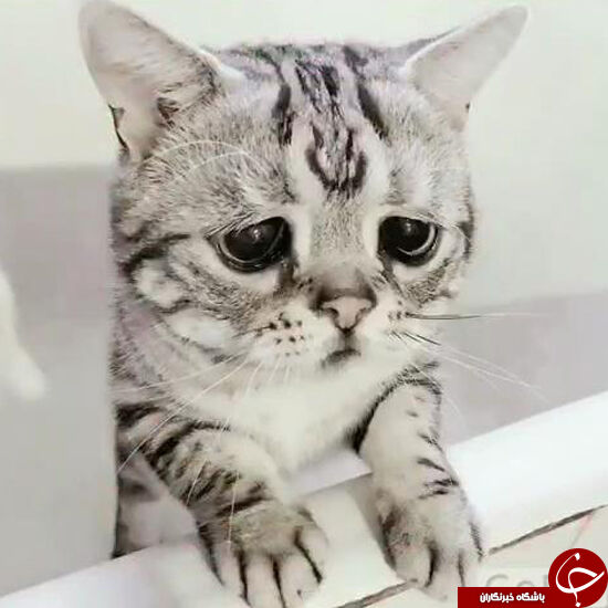 افسرده‌ترین گربه جهان/تصاویر