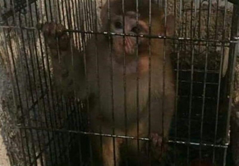 میمون پارک ساعی توقیف شد