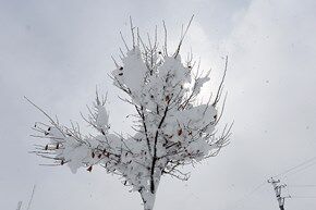 بارش برف شدید در اراک/ تصاویر