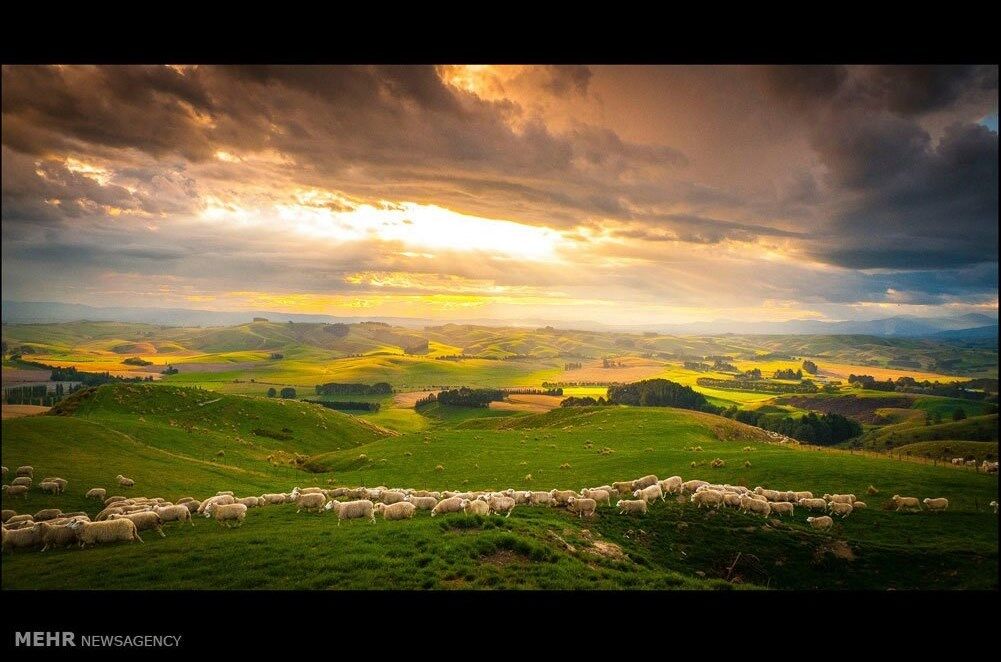 طبیعت زیبای نیوزیلند/تصاویر