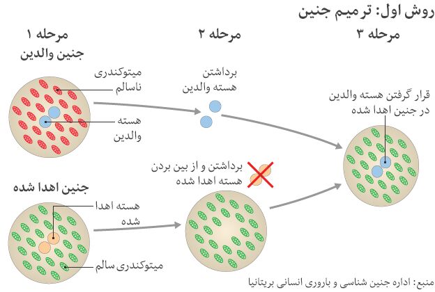 تولد نخستین کودک با 3 والد/عکس