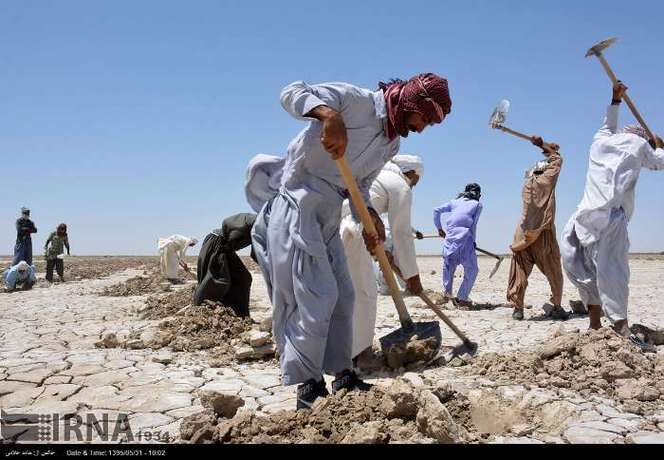 کشت خربزه درتالاب هامون