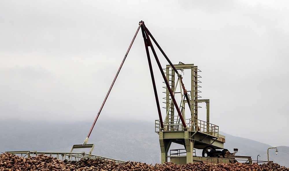 چغندر اینگونه شکر می‌شود/تصاویر