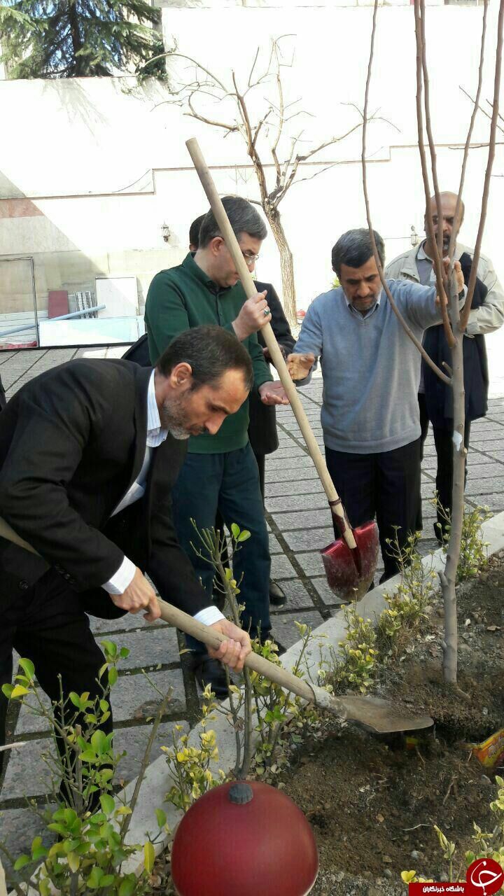 احمدی نژاد یک نهال کاشت/عکس