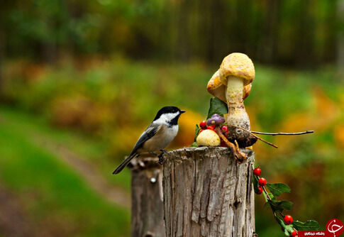 تصاویری زیبا از زندگی حیوانات در حیات وحش