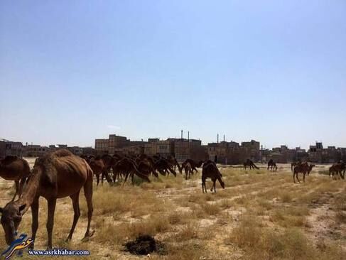 تجمع ده‌ها شتر در قم /تصاویر