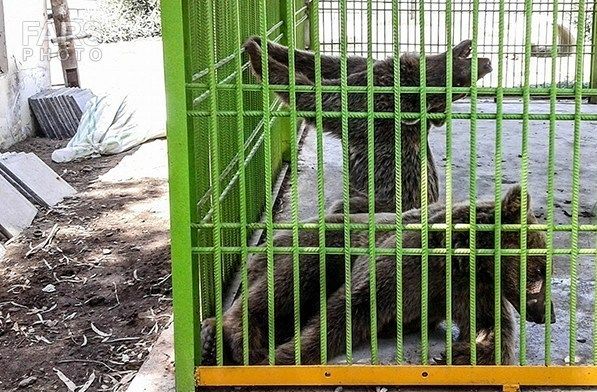 وقتی نه از باغ نشانی هست و نه از حیات وحش
