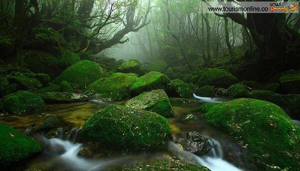 تکه ای از بهشت در ژاپن+عکس